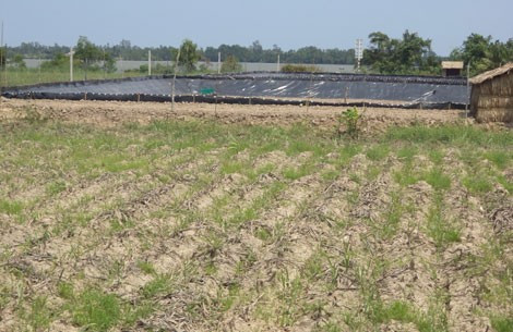 Vì sao cấm dân miền Tây nuôi tôm thẻ chân trắng? ảnh 1