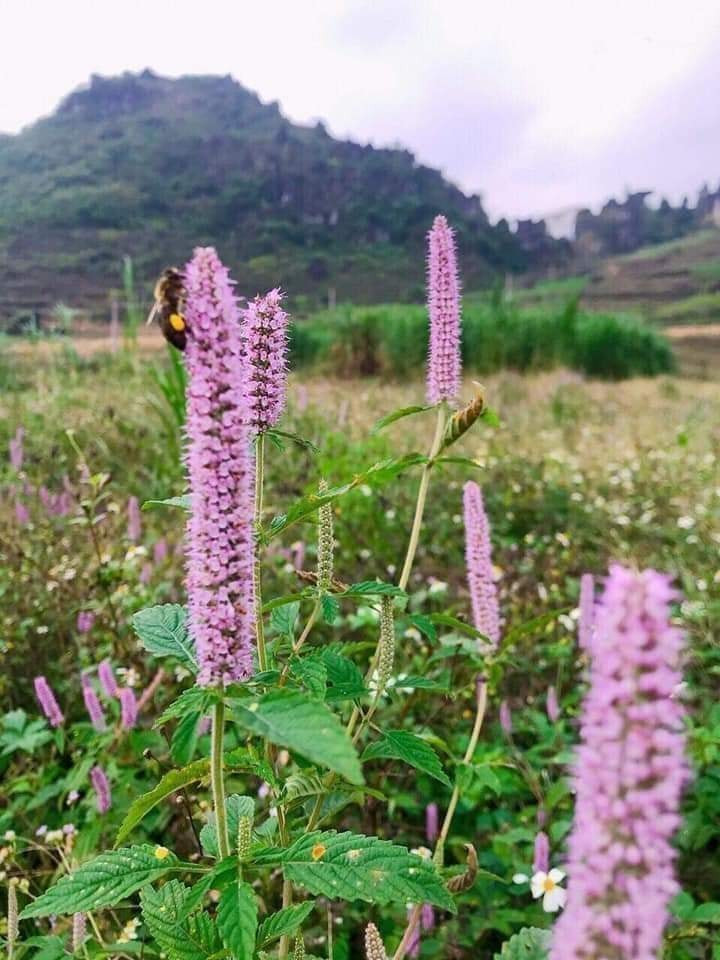 Trồng hoa bạc hà để lấy mật là một trong những hoạt động chủ đạo của Po Mỷ. Trồng hoa bạc hà để lấy mật là một trong những hoạt động chủ đạo của Po Mỷ.