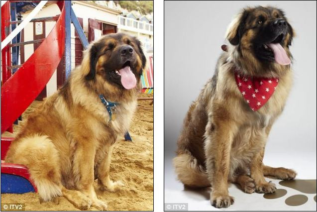 Simba cũng rất thời trang nhé!