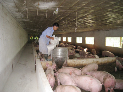 Người nuôi gia công cho C.P đề nghị Cty này chia sẻ lợi ích Ảnh: Anh Dũng