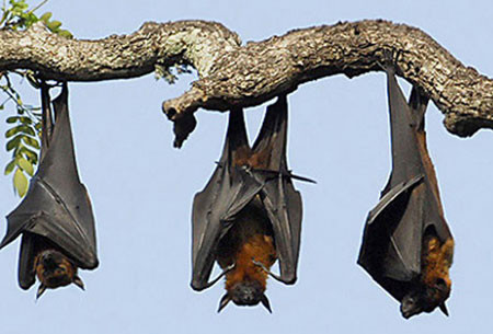 Hình ảnh đàn dơi luôn gắn chặt với di tích