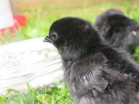 Tất cả số gà hiện tại của ông Paul Bradshaw đều đã có người đặt mua, và những người mới sẽ phải chờ đến đầu năm 2014 mới có đợt gà tiếp theo