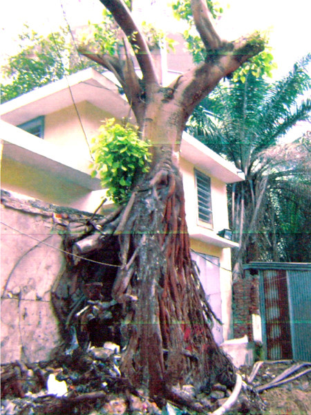 Cây bồ đề trước khi bị biến mất