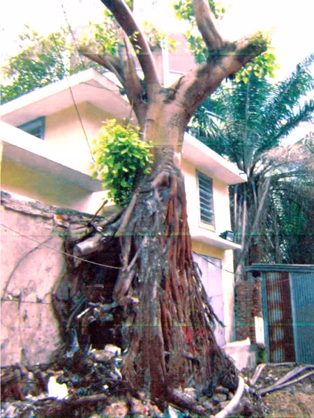 Cây bồ đề trước khi bị biến mất. Cây bồ đề trước khi bị biến mất