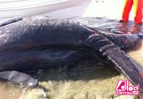 Xác quái vật 2 đầu 2 đuôi trôi dạt trên bờ biển khiến cả làng sợ khiếp vía ảnh 2