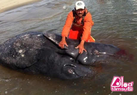 Xác quái vật 2 đầu 2 đuôi trôi dạt trên bờ biển khiến cả làng sợ khiếp vía ảnh 1