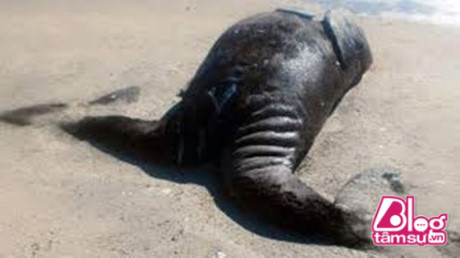 Xác quái vật 2 đầu 2 đuôi trôi dạt trên bờ biển khiến cả làng sợ khiếp vía ảnh 3