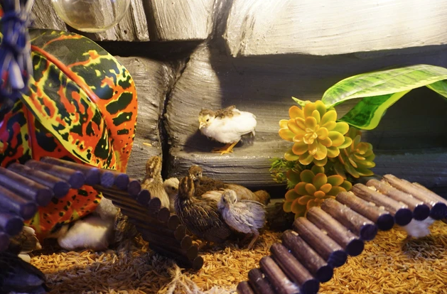 Mỗi đàn gà Rutin có số lượng khoảng 30 con.