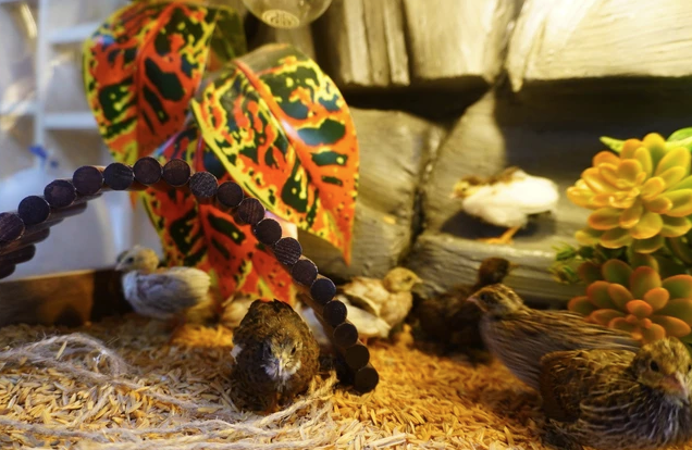 Người nuôi có thể trang trí chuồng nuôi dựa vào sở thích.