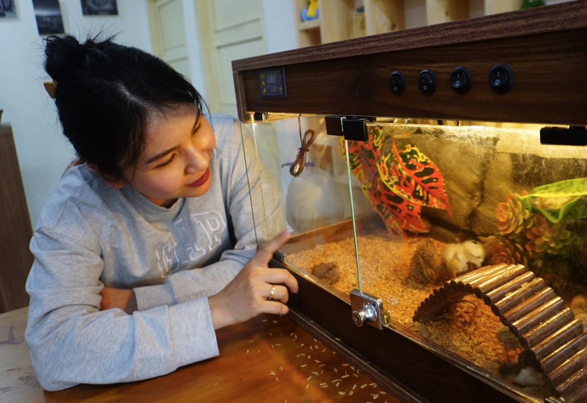 Không gian nuôi gà Rutin.