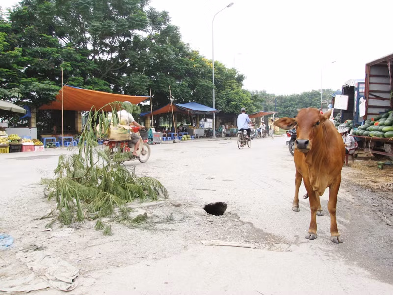 Một chú bò đừng ngay cạnh hố ga, nơi nhiều chiếc xe đã bị sập bẫy. Ảnh: Tuấn Nguyễn
