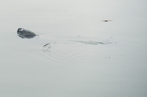 Rùa bơi xa dần, trông khá khoẻ mạnh