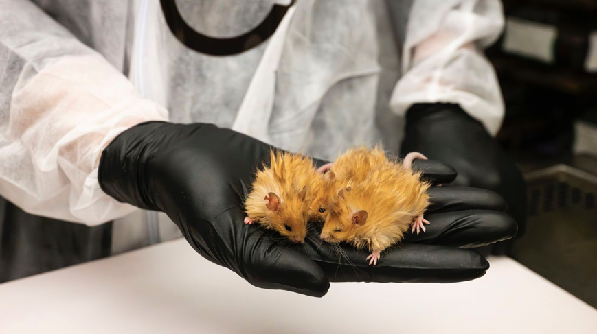 Hai con chuột được sửa gien để có bộ lông giống voi ma mút