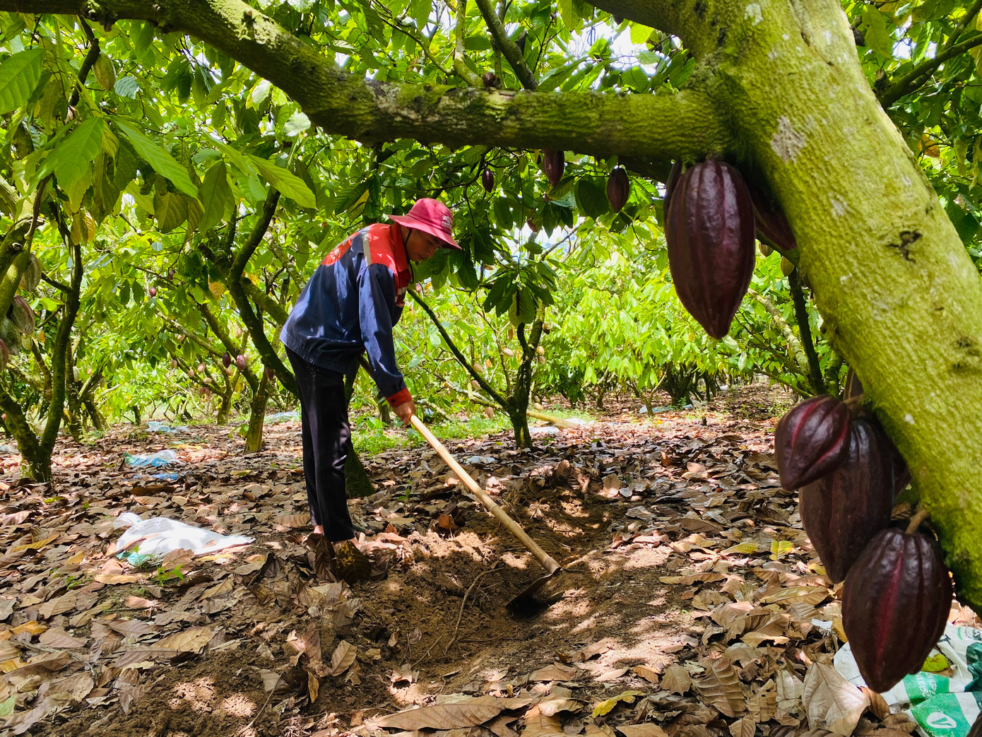 Một nông dân ở Đắk Lắk cuốc rãnh trong vườn cacao để vùi than sinh học. Ảnh: Thu Loan. Một nông dân ở Đắk Lắk cuốc rãnh trong vườn cacao để vùi than sinh học. Ảnh: Thu Loan.
