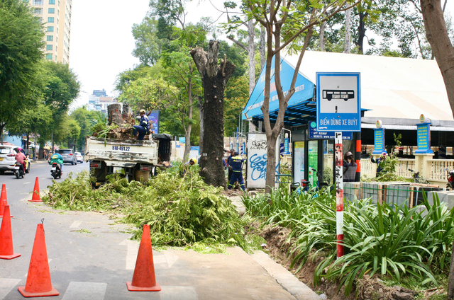 Đốn hạ cây xanh bị xâm hại trong quá trình thi công vỉa hè đường Nguyễn Thị Minh Khai, quận 1. ẢNH: ÁI MY. Đốn hạ cây xanh bị xâm hại trong quá trình thi công vỉa hè đường Nguyễn Thị Minh Khai, quận 1. ẢNH: ÁI MY.