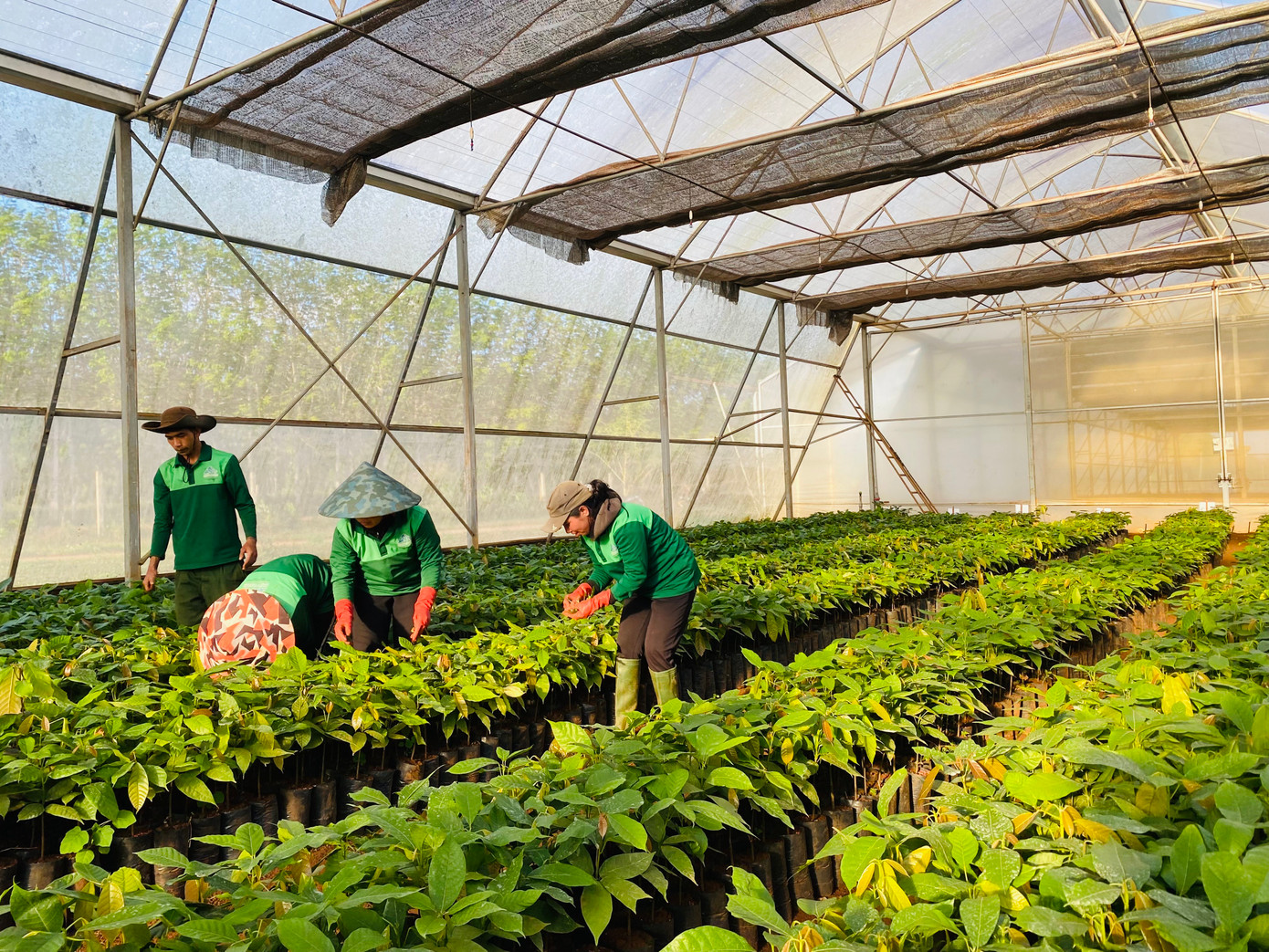 Các công nhân làm việc trong vườn ươm cây cacao của trang trại hữu cơ Nhất Thống. Ảnh: Thu Loan. Các công nhân làm việc trong vườn ươm cây cacao của trang trại hữu cơ Nhất Thống. Ảnh: Thu Loan.
