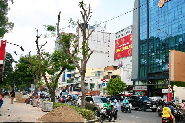 Cây xanh bị cắt gọn tán trên đường Nguyễn Thị Minh Khai. ẢNH: ÁI MY. Cây xanh bị cắt gọn tán trên đường Nguyễn Thị Minh Khai. ẢNH: ÁI MY.