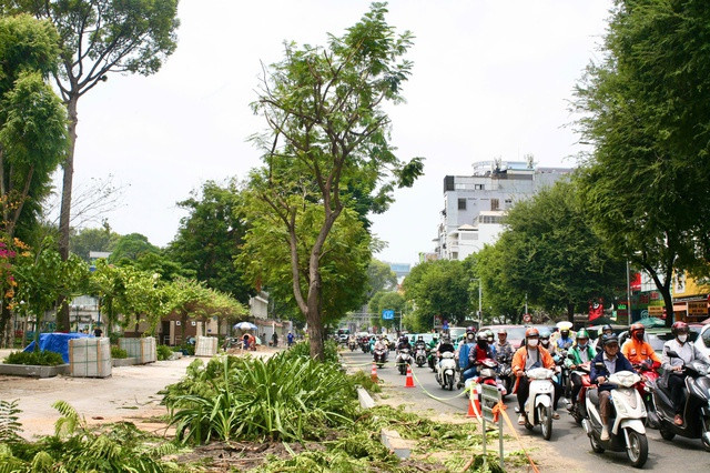 Cây xanh bị xâm hại trong quá trình thi công vỉa hè đường Nguyễn Thị Minh Khai. ẢNH: ÁI MY. Cây xanh bị xâm hại trong quá trình thi công vỉa hè đường Nguyễn Thị Minh Khai. ẢNH: ÁI MY.