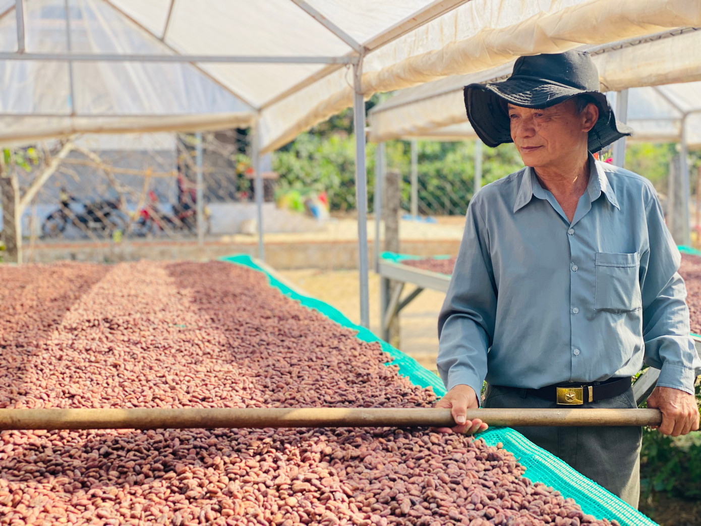 Các giàn phơi hạt cacao ở HTX Thiên Lộc Phát. Ảnh: Thu Loan. Các giàn phơi hạt cacao ở HTX Thiên Lộc Phát. Ảnh: Thu Loan.