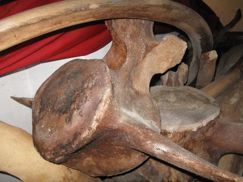 Một trong số rất nhiều đốt xương rất to của Ngài “Đồng Đình Đại Vương”. Một trong số rất nhiều đốt xương rất to của Ngài “Đồng Đình Đại Vương”