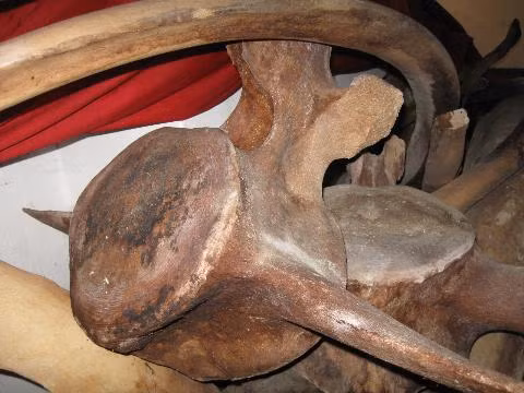 Một trong số rất nhiều đốt xương rất to của Ngài “Đồng Đình Đại Vương”