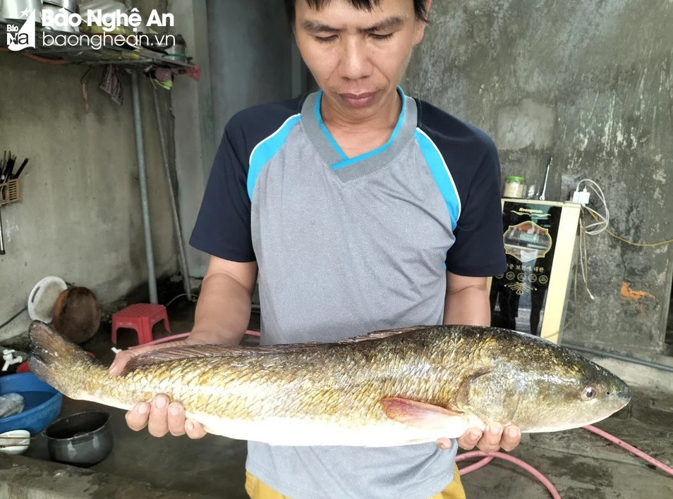 Cá nặng 5-6kg, dài gần 1m. Ảnh: CSCC Cá nặng 5-6kg, dài gần 1m. Ảnh: CSCC