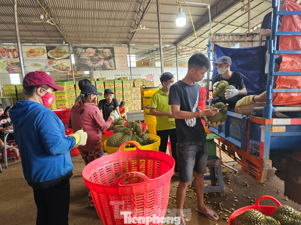 Sầu riêng được đưa về vựa thu hoạch để sơ chế, đóng gói.