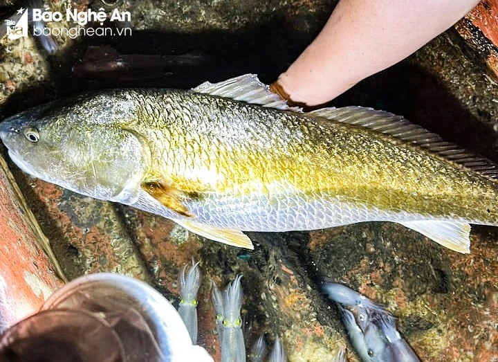 Dọc hai bên thân cá có vảy vàng nghệ lấp lánh nghi là cá sủ vàng quý hiếm. Ảnh: CSCC Dọc hai bên thân cá có vảy vàng nghệ lấp lánh nghi là cá sủ vàng quý hiếm. Ảnh: CSCC