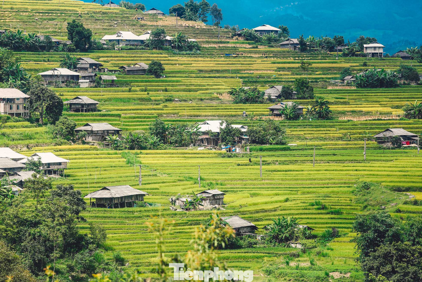 Hình ảnh màu vàng xen lẫn màu xanh giữa núi rừng rộng lớn đẹp như một bức tranh. Hình ảnh màu vàng xen lẫn màu xanh giữa núi rừng rộng lớn đẹp như một bức tranh.