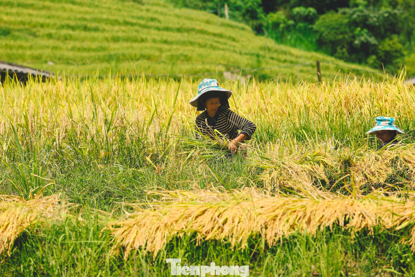Lúa ở Hoàng Su Phì thường không bao giờ thu hoạch sớm. Người dân thường để lúa chín già, vàng óng mới thu hoạch. Lúa ở Hoàng Su Phì thường không bao giờ thu hoạch sớm. Người dân thường để lúa chín già, vàng óng mới thu hoạch.