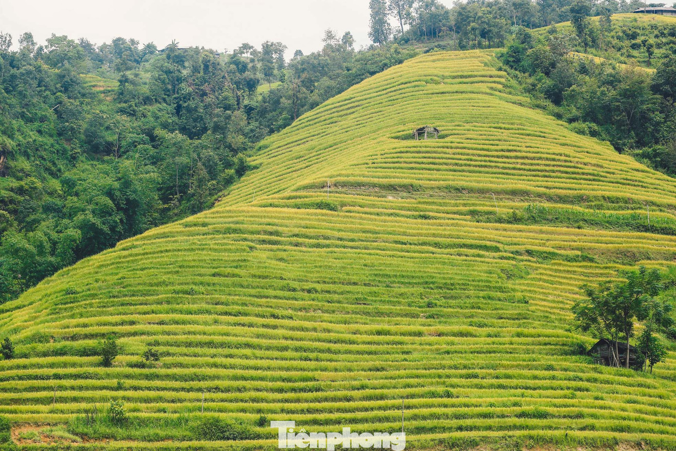 "Tháng 9, tháng 10 du khách đến Hoàng Su Phì rất đông, chỗ ở bên mình luôn hết phòng, đặc biệt vào ngày cuối tuần. Tuy nhiên cả năm cũng chỉ có một vụ này. Ở đây nhiều người dân tộc như mình cũng chuyển sang làm du lịch, tuy nhiên đường xá di chuyển khó khăn nên cơ sở vật chất còn thiếu nhiều thứ", anh Chiêm, người dân tộc Dao Đỏ, chủ một homestay ở xã Thông Nguyên (huyện Hoàng Su Phì, Hà Giang) chia sẻ. "Tháng 9, tháng 10 du khách đến Hoàng Su Phì rất đông, chỗ ở bên mình luôn hết phòng, đặc biệt vào ngày cuối tuần. Tuy nhiên cả năm cũng chỉ có một vụ này. Ở đây nhiều người dân tộc như mình cũng chuyển sang làm du lịch, tuy nhiên đường xá di chuyển khó khăn nên cơ sở vật chất còn thiếu nhiều thứ", anh Chiêm, người dân tộc Dao Đỏ, chủ một homestay ở xã Thông Nguyên (huyện Hoàng Su Phì, Hà Giang) chia sẻ.