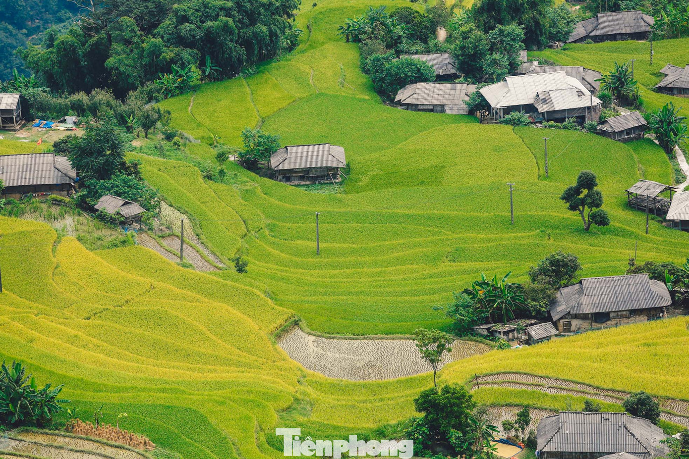 Vẻ đẹp trù phú, nên thơ của mùa lúa chín, cùng với nét lãng mạn trong tiết trời mùa thu đã tạo nên một Hoàng Su Phì đầy cuốn hút. Đây cũng là thời điểm khách du lịch đến ruộng bậc thang đông nhất trong năm. Vẻ đẹp trù phú, nên thơ của mùa lúa chín, cùng với nét lãng mạn trong tiết trời mùa thu đã tạo nên một Hoàng Su Phì đầy cuốn hút. Đây cũng là thời điểm khách du lịch đến ruộng bậc thang đông nhất trong năm.