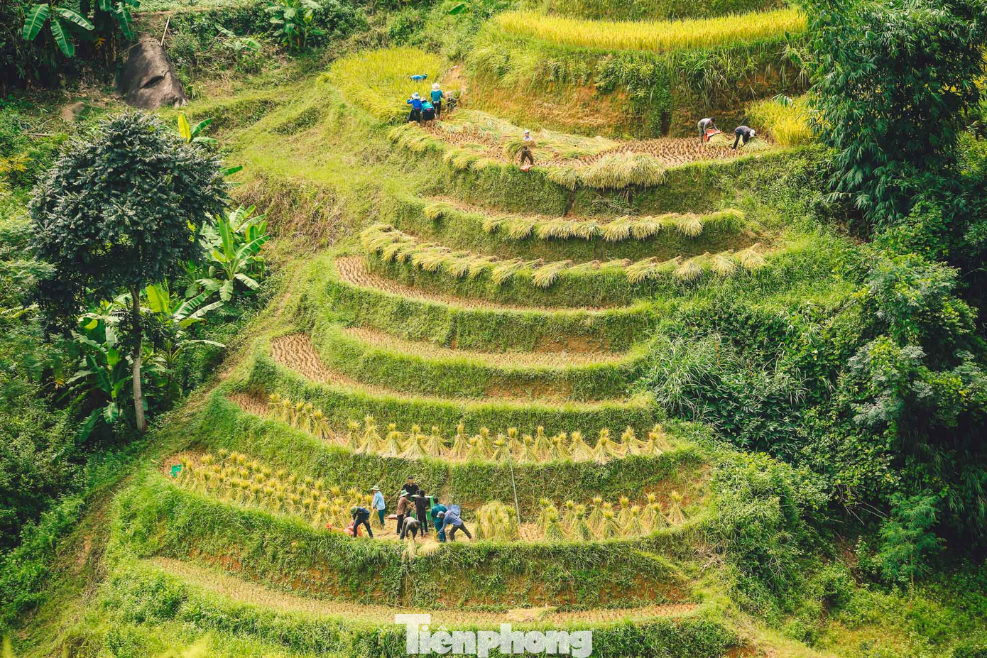 Người dân tranh thủ gặt lúa khi có nắng lên. Người dân tranh thủ gặt lúa khi có nắng lên.