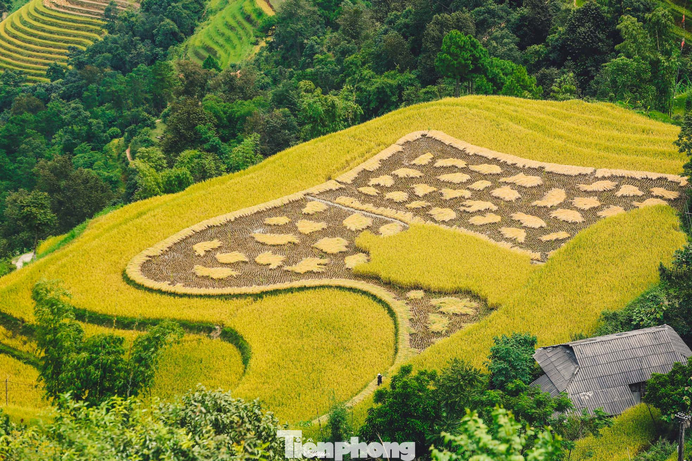 Cánh đồng lúa đang được thu hoạch ở bản Phùng. Cánh đồng lúa đang được thu hoạch ở bản Phùng.