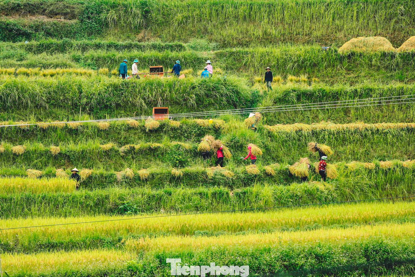 Người dân vẫn thu hoạch lúa bằng các phương pháp thủ công như dùng liềm cắt, máy tuốt lúa bằng chân hoặc máy đập. Người dân vẫn thu hoạch lúa bằng các phương pháp thủ công như dùng liềm cắt, máy tuốt lúa bằng chân hoặc máy đập.