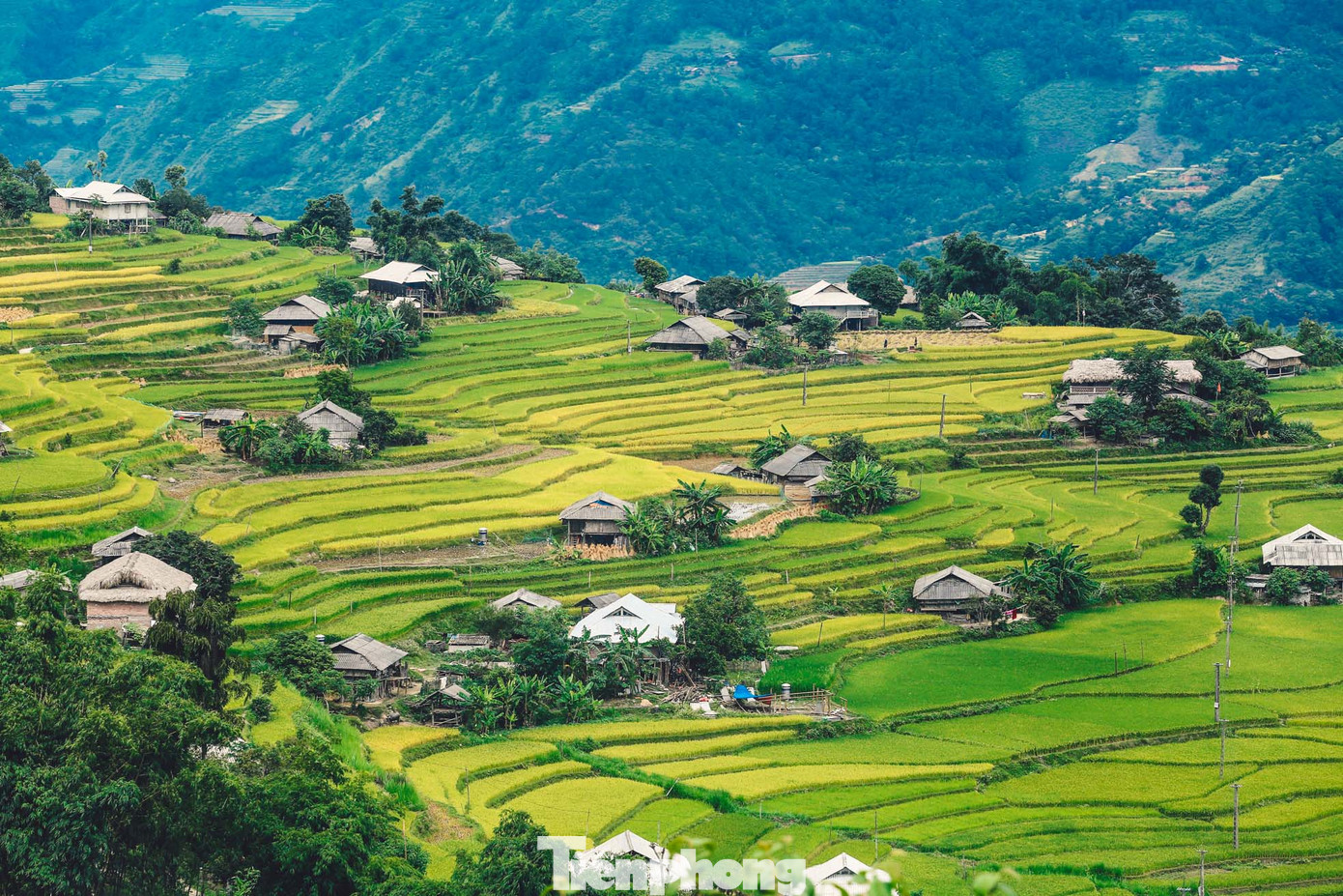 Nằm ở nơi có địa hình cao, có tới một phần ba dân số của huyện sống trong vùng rất khó khăn, kinh tế chính dựa vào nông nghiệp với định hướng trồng chè shan tuyết và thảo quả, chăn nuôi trâu bò. Tuy nhiên, ngành du lịch ở Hoàng Su Phì đã phát triển rất mạnh kể từ khi ruộng bậc thang Hoàng Su Phì được công nhận là di tích cấp quốc gia năm 2012 và trở thành điểm du lịch quan trọng của tỉnh Hà Giang. Nằm ở nơi có địa hình cao, có tới một phần ba dân số của huyện sống trong vùng rất khó khăn, kinh tế chính dựa vào nông nghiệp với định hướng trồng chè shan tuyết và thảo quả, chăn nuôi trâu bò. Tuy nhiên, ngành du lịch ở Hoàng Su Phì đã phát triển rất mạnh kể từ khi ruộng bậc thang Hoàng Su Phì được công nhận là di tích cấp quốc gia năm 2012 và trở thành điểm du lịch quan trọng của tỉnh Hà Giang.