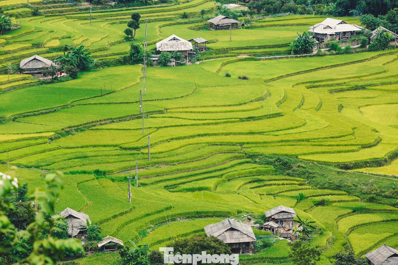 Hoàng Su Phì có tới 12 dân tộc thiểu số sinh sống, đông nhất là dân tộc Nùng với hơn 38%, dân tộc Dao là 22%, H'Mông 13%, còn lại là các dân tộc khác. Hoàng Su Phì còn là địa bàn sinh sống của rất đông người dân tộc La Chí. Hoàng Su Phì có tới 12 dân tộc thiểu số sinh sống, đông nhất là dân tộc Nùng với hơn 38%, dân tộc Dao là 22%, H'Mông 13%, còn lại là các dân tộc khác. Hoàng Su Phì còn là địa bàn sinh sống của rất đông người dân tộc La Chí.