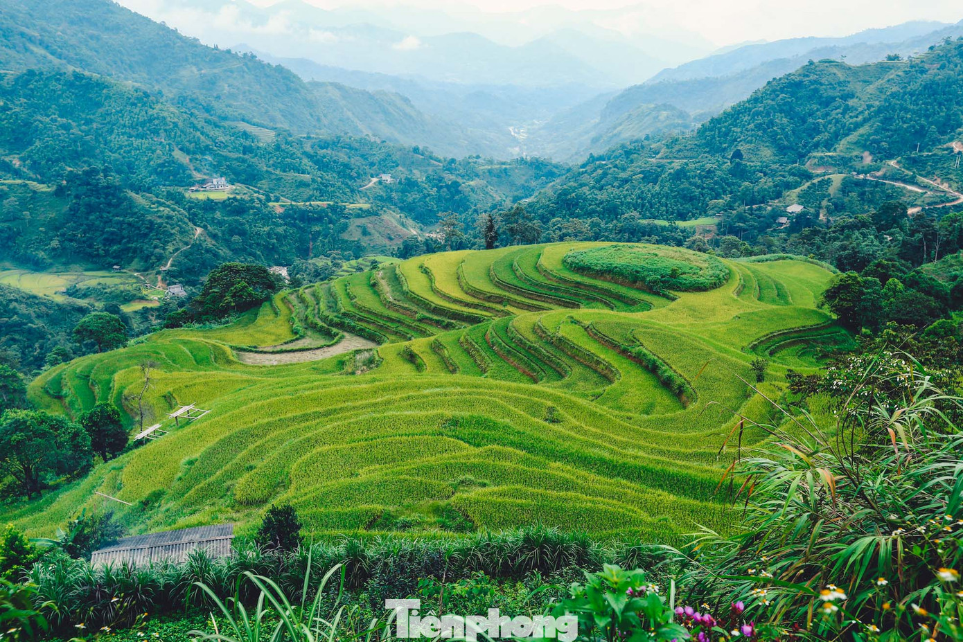 Với những ai luôn tất bật với bộn bề cuộc sống thì những ngày trải nghiệm ở Hoàng Su Phì vào mùa thu là những ngày "sống trên mây", nhẹ nhàng, chậm rãi với mùa lúa chín vàng. Với những ai luôn tất bật với bộn bề cuộc sống thì những ngày trải nghiệm ở Hoàng Su Phì vào mùa thu là những ngày "sống trên mây", nhẹ nhàng, chậm rãi với mùa lúa chín vàng.