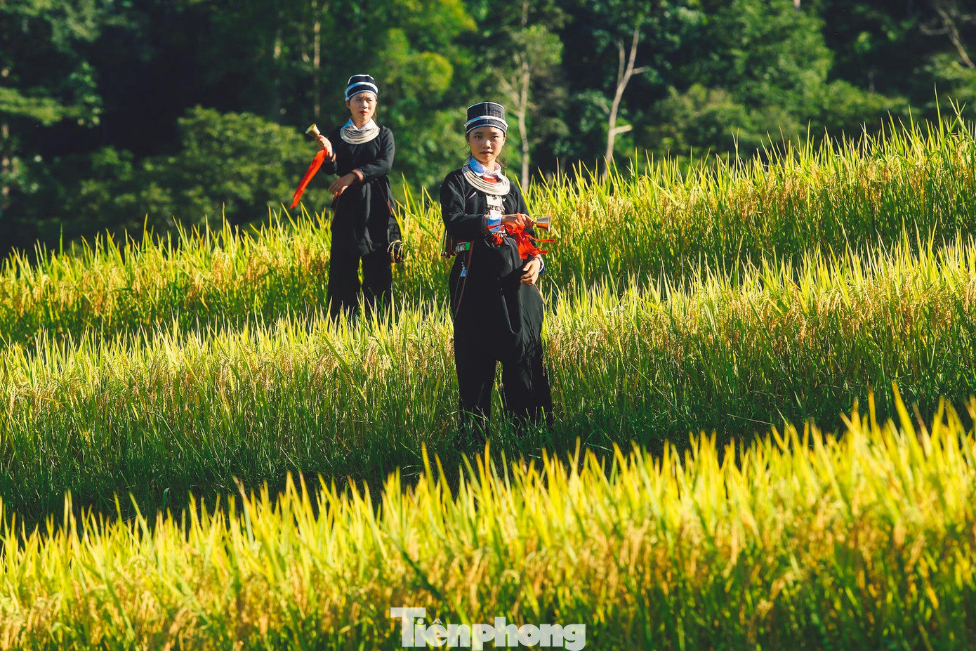 Người dân tộc Dao Đen nhảy múa trên những cánh đồng lúa chín ở Bản Luốc. Người dân tộc Dao Đen nhảy múa trên những cánh đồng lúa chín ở Bản Luốc.