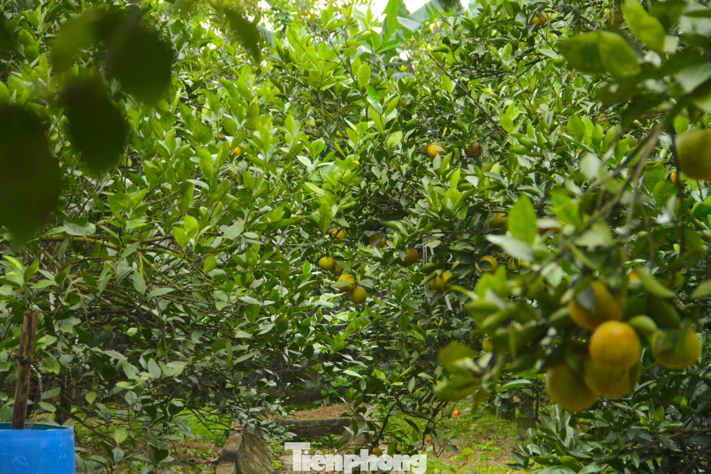 Trong vườn hiện còn chưa đến 1000 quả trên cây. "Cách đây hơn 1 tháng, cam bắt đầu rám phần vỏ rồi dần dần thối cuống, rụng nhiều. Mỗi ngày hàng chục, rồi cả trăm quả cam rụng xuống đất. Trông mà xót xa", bà Nguyễn Thị Thủy (55 tuổi, vợ ông Nguyễn Văn Thọ) buồn rầu nói.