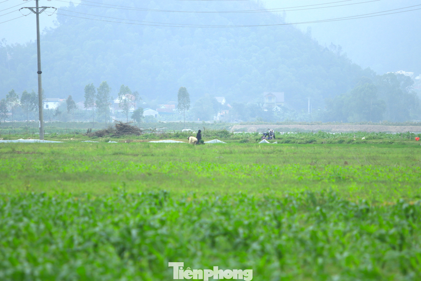 Hành tăm được trồng chủ yếu tại các tỉnh miền Trung, trong đó nhiều nhất tại Nghệ An và Hà Tĩnh. Loại củ này cũng được xem là đặc sản mang hương vị riêng xứ Nghệ. Tại huyện Nghi Lộc (tỉnh Nghệ An), có gần 300ha trồng hành tăm, năng suất đạt 5 tấn/ha. Đây được xem là vựa hành tăm lớn nhất tỉnh, trong đó nhiều xã có diện tích trồng hành tập trung nhiều như: Nghi Thuận, Nghi Hoa, Nghi Lâm, Nghi Kiều, Nghi Văn...