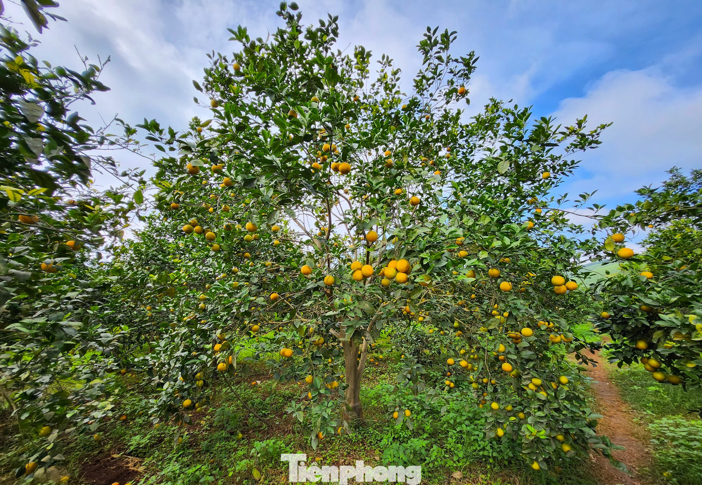 Năm 2023, ông Trương Văn Biên (66 tuổi, trú xã Đồng Thành, huyện Yên Thành, Nghệ An) trồng 5ha với hơn 2,4 nghìn gốc cây cam. Dự kiến năm nay, vườn cam của ông Biên cho thu hoạch khoảng 100 tấn cam. Với giá bán trung bình khoảng 30 nghìn đồng/1 kg, sau khi trừ các chi phí, ông Biên cũng lãi cả tỷ đồng.