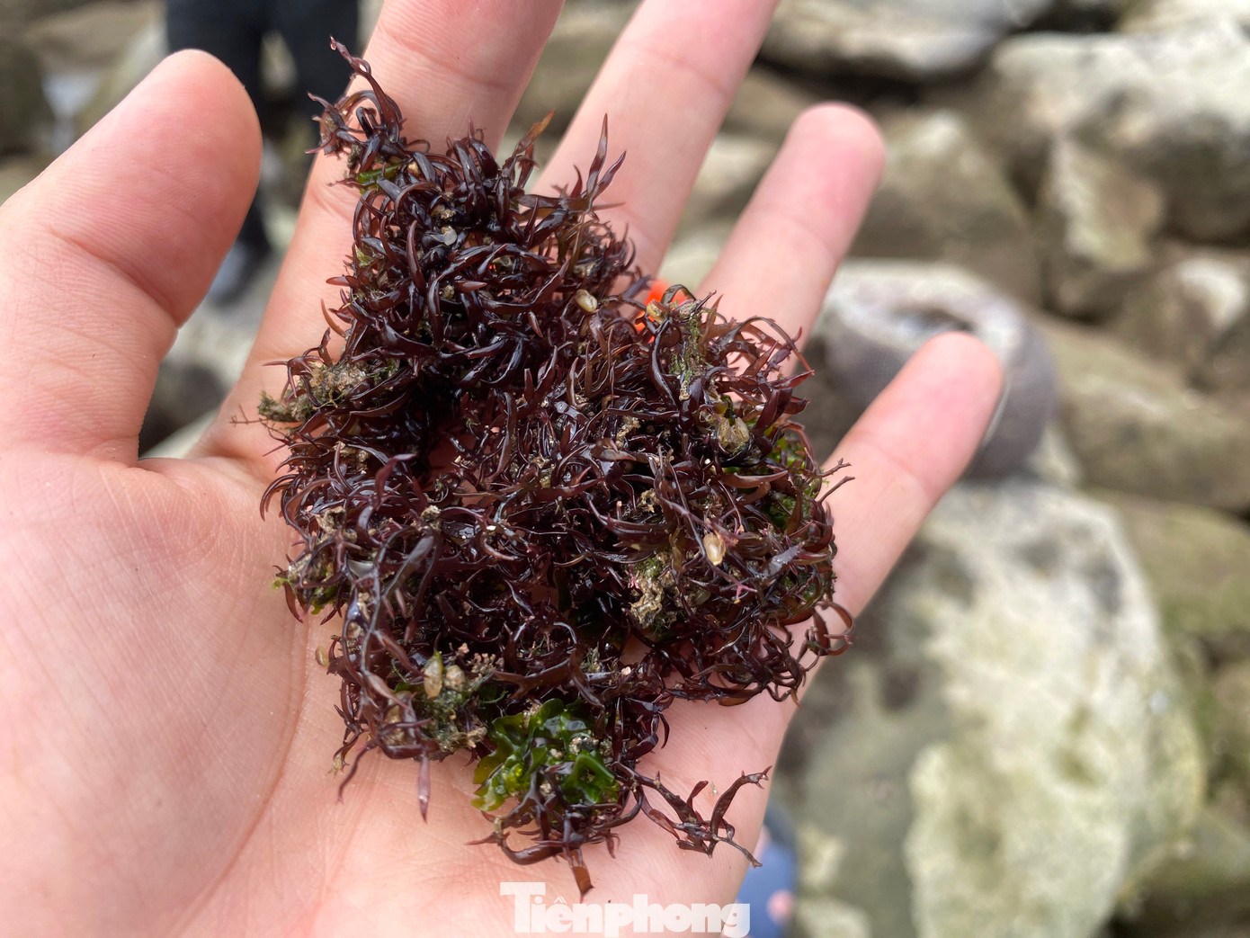 Loại rong biển thường được sử dụng làm nguyên liệu chế biến thực phẩm với giá trị dinh dưỡng cao. Sau khi thu hoạch về, người dân sẽ làm sạch, phơi khô và bán cho các thương lái. Loại rong biển thường được sử dụng làm nguyên liệu chế biến thực phẩm với giá trị dinh dưỡng cao. Sau khi thu hoạch về, người dân sẽ làm sạch, phơi khô và bán cho các thương lái.