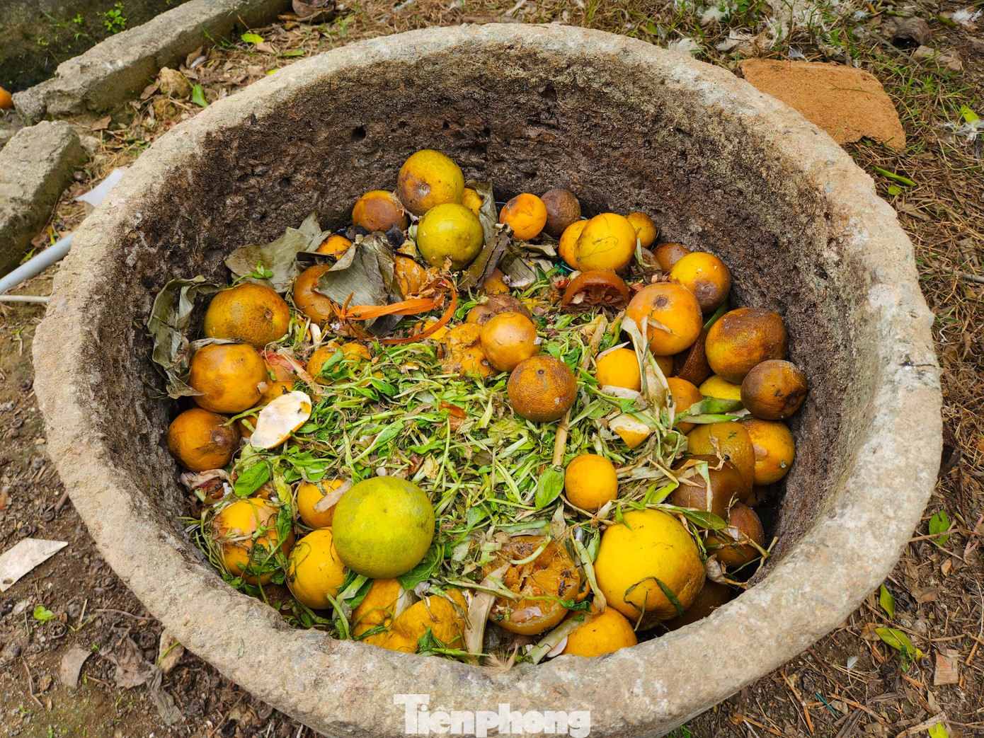 Cam rụng nhiều, hàng ngày bà Thủy phải ra vườn kiểm tra rồi thu gom vào chậu để ủ làm phân bón cho cây. "Tiếc lắm, cam trên cây vẫn còn nhưng nhiều quả cứ có dấu hiệu hỏng. Cam hỏng chỉ có bỏ làm phân bón", bà Thủy chia sẻ.