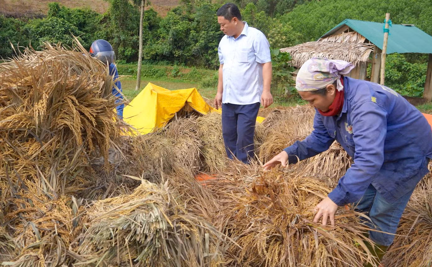 Người dân xót xa trước tình trạng lúa bị nảy mầm hư hỏng hàng loạt. Người dân xót xa trước tình trạng lúa bị nảy mầm hư hỏng hàng loạt.