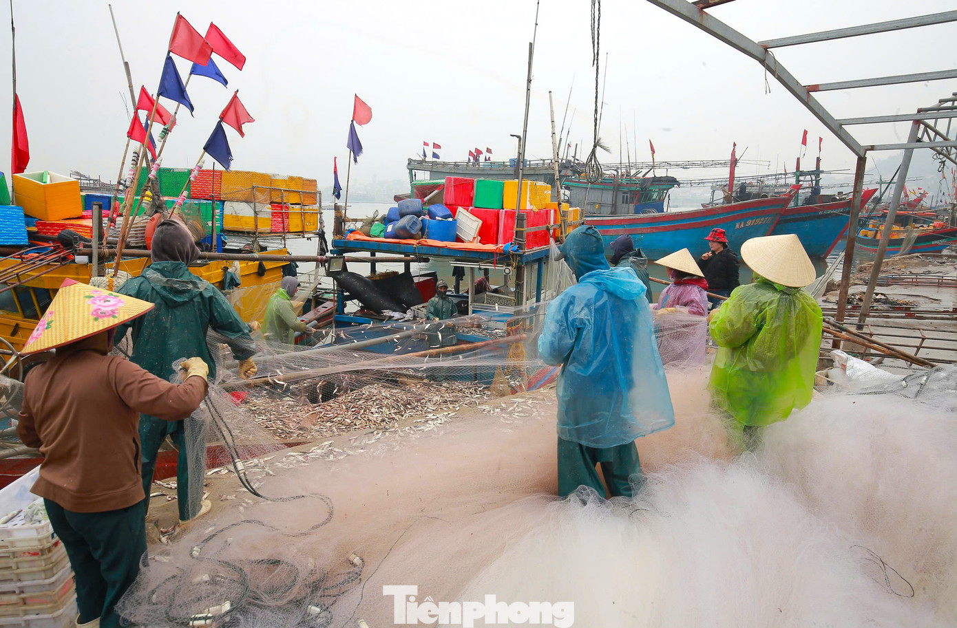 Khi thuyền vừa cập bến, các ngư dân vừa tháo lưới vừa gỡ cá. Ai cũng vui mừng vì cá đầy khoang.