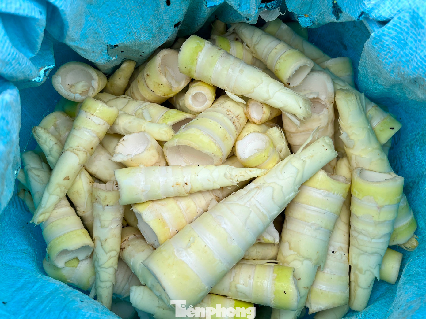 Những gùi măng trắng tinh, sạch đẹp được đưa từ rừng về. Với người dân vùng cao, măng được xem như thứ lộc của rừng. Trước đây, măng giúp người dân nơi đây qua cơn đói. Ngày nay, không những là đồ ăn ngon, măng còn giúp người dân có thêm thu nhập ngoài việc trồng nương rẫy.