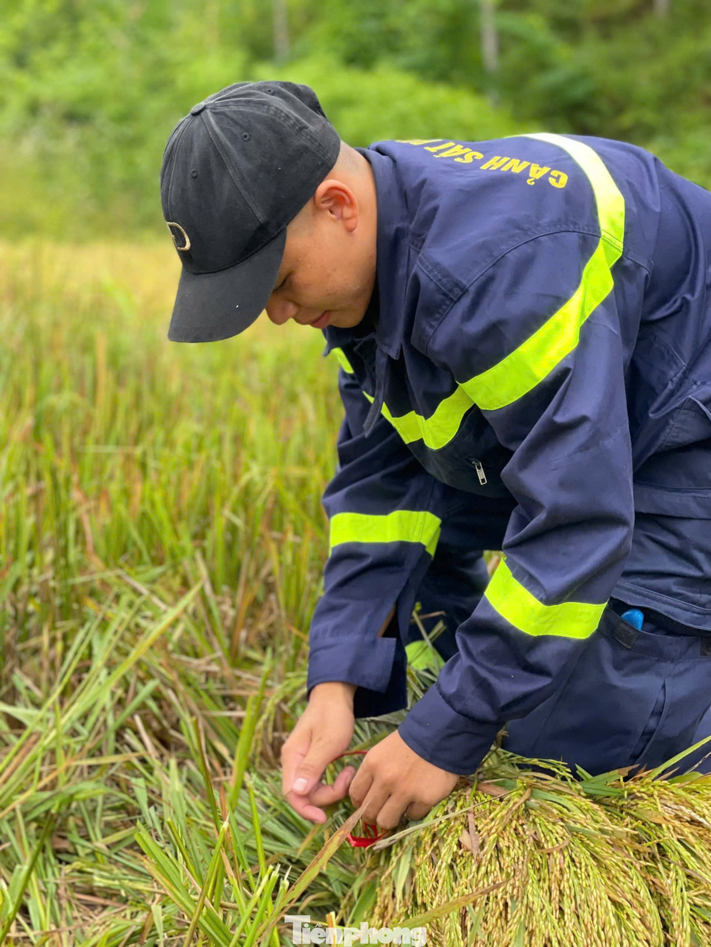 Các chiến sĩ Cảnh sát Phòng cháy chữa cháy vừa gặt lúa vừa bó thành từng bó lúa. Các chiến sĩ Cảnh sát Phòng cháy chữa cháy vừa gặt lúa vừa bó thành từng bó lúa.