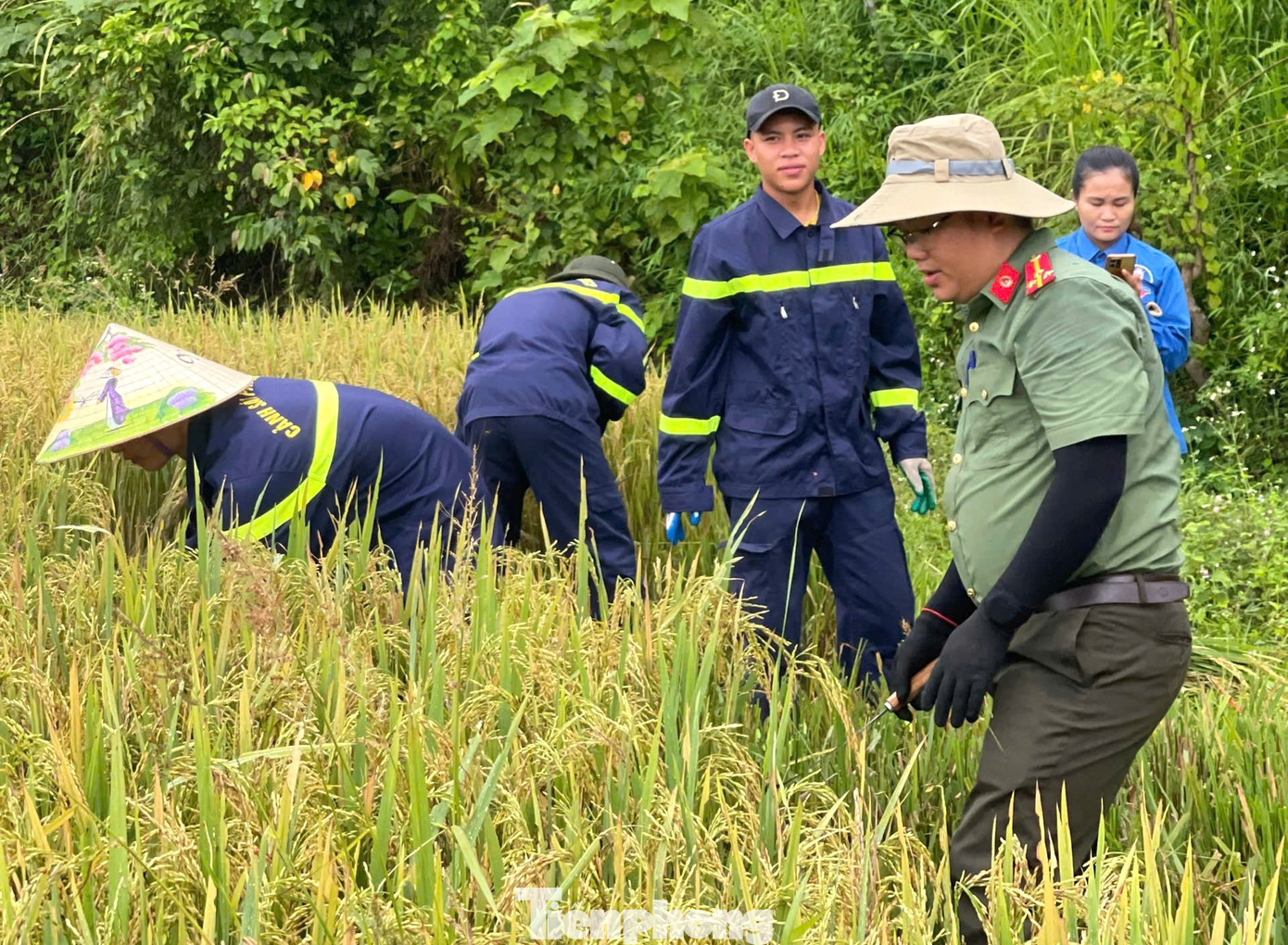 Thời tiết oi bức nhưng các đoàn viên thanh niên, các chiến sĩ công an vẫn miệt mài để sớm gặt xong lúa, đảm bảo lúa không bị thiệt hại khi bão vào. Thời tiết oi bức nhưng các đoàn viên thanh niên, các chiến sĩ công an vẫn miệt mài để sớm gặt xong lúa, đảm bảo lúa không bị thiệt hại khi bão vào.