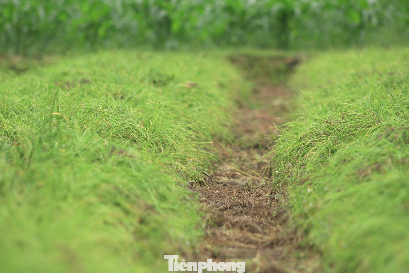 Tại xã Nghi Thuận (huyện Nghi Lộc, tỉnh Nghệ An), hành tăm được người dân trồng thành từng ruộng lớn. Thông thường, bắt đầu từ khoảng tháng 7 hằng năm, người dân bắt đầu xuống ruộng trồng hành. Đến tháng 2, tháng 3 năm sau, khi hành đã chín, cho nhiều củ, người dân sẽ bắt đầu thu hoạch.